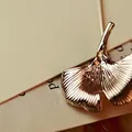 Elegant gold ginkgo leaf brooch with fine radial textures on a warm beige background - Gold