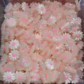 Natural shell daisy flower loose beads with pink center for DIY necklace making - 10mm / Pink Center (No.2)