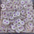 Natural shell daisy loose beads with white petals and purple centers for DIY jewelry making - 10mm / Purple Center (No.3)