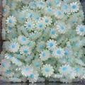 Macro shot of white and blue daisy shell beads for DIY necklace jewelry making accessories - Sky Blue Center (No.5)