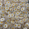 Macro shot of white shell daisy beads with iridescent petals for DIY jewelry making - Yellow Center (No.7)