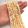 Detailansicht ovaler natürlicher Muschelperlen mit Goldglanz für DIY-Schmuck - 3x5mm / Trochus-Muschel