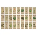 Set of 30 vintage apothecary botanical stickers featuring realistic herb illustrations - 27 Pieces/Pack / Plant Green Fern Stickers