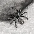 Gedetailleerde macro-opname van een vintage spinnenbroche met zwarte edelstenen en strass - Antiek zwart