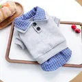 Grey pet polo sweater with blue plaid trim and buttons in a cozy lifestyle setting - XS / Gray With Blue Plaid