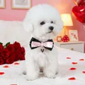 Rosa-schwarze Tier-Halsbandschleife mit Herzanhänger an einem weißen Bichon - Schleife Herz Halskette
