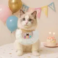 Lace pet bib with baby bear embroidery and polka dot mesh for birthday party attire - Bear Bib