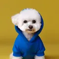 Blue pet hoodie with ribbed cuffs on a white dog against a bright yellow backdrop - XS / Sapphire Blue