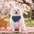 Pomeranian dog wearing a blue denim and red checkered petal bib in a cherry blossom park - S / Denim Patchwork Red Plaid Triangle