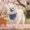 White Pomeranian dog wearing a blue denim and plaid pet bandana in a cherry blossom park - S / Denim Patchwork Christmas Plaid Triangle