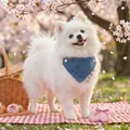 Blue denim pet bandana with pink buttons on a white Pomeranian in a cherry blossom park - Denim Patchwork Pink Floral Triangle