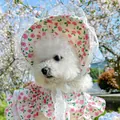 Close-up of floral pet dress with lace trim and matching sun hat for small dogs - S / Little Rose Bonnet Style
