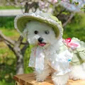 Light green pet dress and matching sun hat with lace ruffles for cats and small dogs - S / Green Bonnet Style