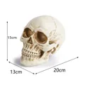 Detailed human skull model with dimension markers 20x13x15cm for medical teaching - Realistic Human Skull Style (KLT-101)
