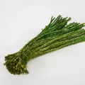 Sparkly emerald green and gold metallic pipe cleaners for creative DIY craft projects - 5mm x 30cm / Olive Green (Glitter)