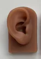 Realistic silicone human ear model in tan skin tone with rectangular base for display - Square Base Right Ear Model / Brown