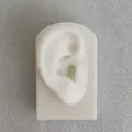 White silicone ear model on rectangular base for medical display and piercing practice - Square Base Right Ear Model / White