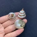 Natural white spiral shell pendants with gold edges for DIY necklace jewelry making - Style 2 / 25-45mm