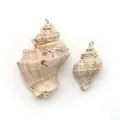 Détails de coquillages naturels avec bords dorés et anneaux métalliques pour bijoux DIY - Conque de Pierre