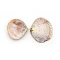 Pendentif en coquillage naturel avec bords dorés et crochet pour la création de bijoux - Coquille Pibei