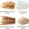 Σετ αποξηραμένα άνθη pampas και rabbit tail σε τέσσερις φυσικές αποχρώσεις για διακόσμηση - Σετ Ποικιλίας Αποξηραμένων Λουλουδιών / Σετ 100 Τεμαχίων (50 Λαγόχορτο + 15 Λευκό Πάμπας + 15 Πρωτότυπο + 20 Καλάμι) / Πολύχρωμος Συνδυασμός