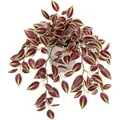 Lush artificial wandering jew plant in gray pot for indoor greenery decoration - Variegated Red Vein (No Pot)