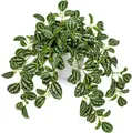 Close-up of Pilea cadierei green leaves with silver patterns in a white pot - Aluminum Plant (No Pot)