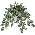 Detailed view of artificial Peperomia plant with striped leaves in a white ceramic pot - Beetle Peperomia (No Pot)