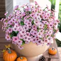 Detailed view of pink faux petunias with purple veins in a beige ceramic planter pot - Pink Morning Glory Style (A095-13)