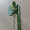 Einzelner 28cm Eukalyptuszweig mit grünen Blättern und weißen Knospen auf Holzgrund - Eukalyptus Beeren Stil