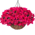 Artificial bougainvillea in coconut fiber hanging basket with metal chain for garden decor - Rose Red