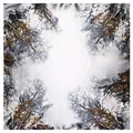 Silver satin square scarf with artistic oil painting tree branch pattern in gold and black - Gray