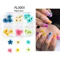 6-vaks doosje met gedroogde zonnebloemen en gipskruid voor nagelkunst decoratie - Gedroogde Bloemen In 6 Vakken - Fl3001