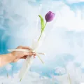 Handmade crochet purple tulip flower bouquet with white ribbon and clear packaging - Tulip Purple