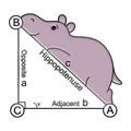 Detailed view of hippo cartoon enamel pin with funny hippopotenuse math equation graphic - Hippo Hypotenuse Math Style (W7449)