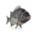 Realistic dark grey black sea bream model with detailed scales and open red mouth - Stone Snapper (PL127-1281)