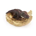 Detailed hatching dinosaur baby model with realistic dark brown skin and beige eggshell - Therizinosaurus