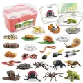 Pink storage box with plastic animal life cycle models of ladybugs and snails - Pink