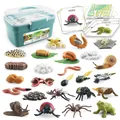 Animal life cycle toy set including frog, spider, ladybug, and storage box with cards - Blue