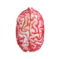 Realistisch hersenvormig pluche kussen met 3D-digitale print voor Halloween-cosplay - Kinderen / Hersenen Stijl (PD-1103)