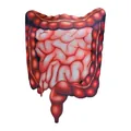 Halloween intestinal organ sponge costume with realistic digital anatomical print - Intestine Style (PD-1106)