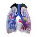 Halloween lung organ costume featuring detailed anatomical digital print on a white tunic - Lung Style (PD-1107)