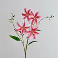 Realistische 3D-Lilie in Rosa und Weiß mit gepunkteten Blütenblättern und vier Köpfen - Rosa