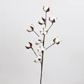 Single stem of dried cotton flowers with ten fluffy white bolls on a brown branch - Multi-Prong Cotton Branch