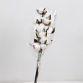 Artificial white cotton flower bouquet wrapped in clear film with golden wire tie - Cotton Bouquet Bundle