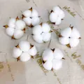 Set of 7 natural dried cotton flower heads with wire stems for DIY floral arrangements - Single Cotton Heads Pack