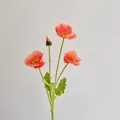 Single realistic orange poppy stem with three blooming flowers and one green bud - Watermelon red