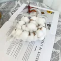 Pack of white natural dried cotton heads for home decor displayed on a magazine - Cotton Bouquet Bundle (Spec)