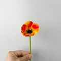 Mini amapola artificial de PU en degradado rojo naranja sobre fondo gris claro - Naranja Atardecer