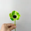 Stelo singolo di papavero artificiale verde con cuore scuro tenuto in mano - Verde